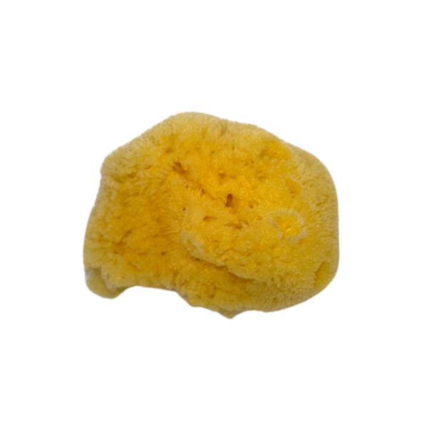 Eponge de mer visage